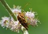 Flower Longhorn Beetles (Strangalia luteicornis) on American Beauty Flower - Photo by Doug Kimball
